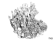 Image of Millepora striata 