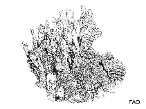 Image of Millepora intricata (Intricate fire coral)