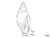 Image of Pterygia undulosa 