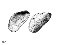 Image of Modiolus adriaticus 