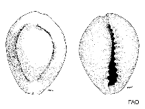 Image of Monetaria annulus (Gold ring cowrie)