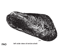 Image of Modiolus aratus (Furrowed horse mussel)
