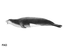 Image of Monachus monachus (Mediterranean monk seal)