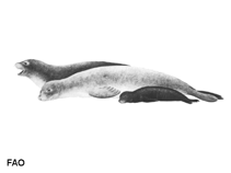Image of Monachus schauinslandi (Hawaiian monk seal)