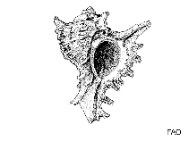 Image of Favartia minirosea (Rosy drill)