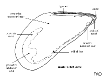 Image of Modiolus rectus (Straight horsemussel)