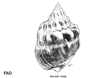 Image of Nassarius arcularia (Cake nassa)