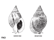 Image of Nassarius crematus (Burned nassa)