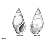 Image of Nassarius dorsatus (Unicolour dog whelk)