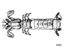 Image of Alachosquilla vicina 