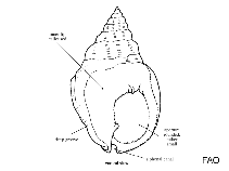 Image of Nassarius troendleorum 