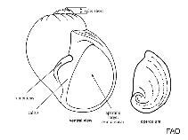 Image of Polinices aurantium (Golden moon snail)