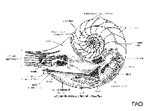 Image of Allonautilus perforatus 