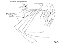 Image of Nematocarcinus crosnieri 