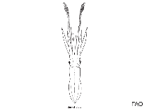 Image of Neoteuthis thielei (Thiele’s neosquid)