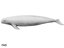 Image of Neophocaena phocaenoides (Finless porpoise)