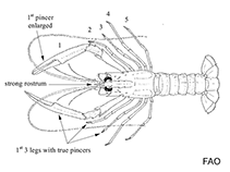 Image of Eunephrops bairdii (Red lobster)