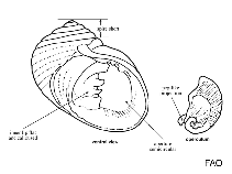 Image of Neritina variegata 