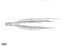 Image of Abdopus abaculus (Mosaic drop-arm octopus)