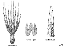 Image of Amphioctopus kagoshimensis (Stareye octopus)