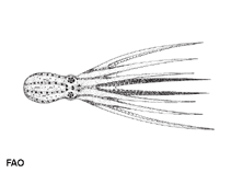 Image of Amphioctopus mototi (Poison ocellate octopus)