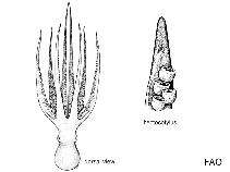 Image of Octopus tehuelchus (Tehuelche octopus)