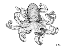 Image of Cistopus chinensis (White-spotted pouched octopus)