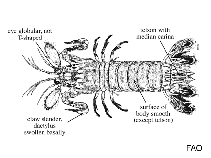 Image of Odontodactylus latirostris 