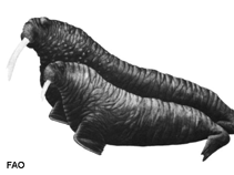 Image of Odobenus rosmarus (Walrus)