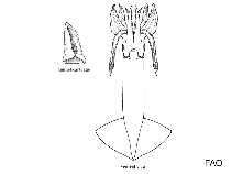 Image of Sthenoteuthis pteropus (Orangeback squid)