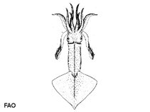 Image of Onychoteuthis banksii (Hooked squid)