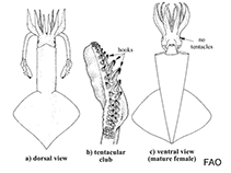 Image of Onychoteuthis borealijaponica (Boreal clubhook squid)