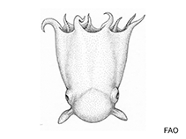 Image of Grimpoteuthis megaptera 