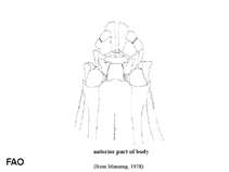 Image of Oratosquillina quinquedentata (Fivespined squillid mantis shrimp)