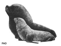Image of Otaria flavescens (South American sea lion)