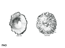 Image of Scutellastra flexuosa (Star-shaped limpet)