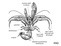 Image of Phimochirus operculatus (Polkadotted hermit)