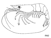 Image of Periclimenes psamathe (Seafan shrimp)