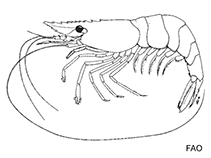 Image of Exopalaemon carinicauda (Oriental prawn)
