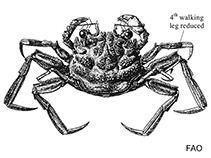 Image of Palicus dentatus (Armored stilt crab)