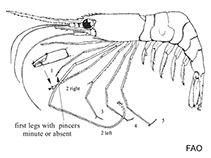 Image of Pandalus jordani (Ocean shrimp)