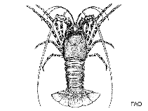 Image of Panulirus ornatus (Ornate spiny lobster)