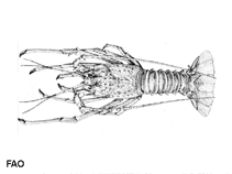 Image of Panulirus regius (Royal spiny lobster)