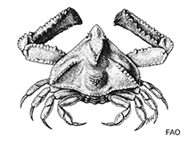 Image of Pseudolambrus confragosus 