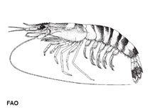 Image of Mierspenaeopsis sculptilis (Rainbow shrimp)