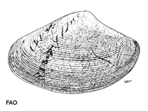Image of Paphia semirugata (Semigrooved venus)