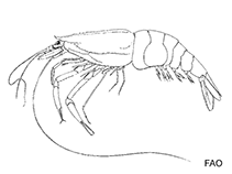 Image of Pasiphaea pacifica (Pacific glass shrimp)