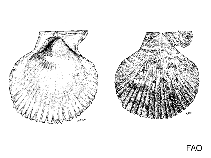 Image of Patinopecten caurinus (Giant Pacific sea scallop)