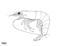 Image of Penaeus penicillatus (Redtail prawn)