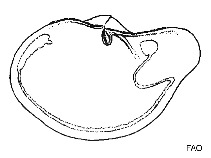 Image of Periploma margaritaceum (Unequal spoonclam)